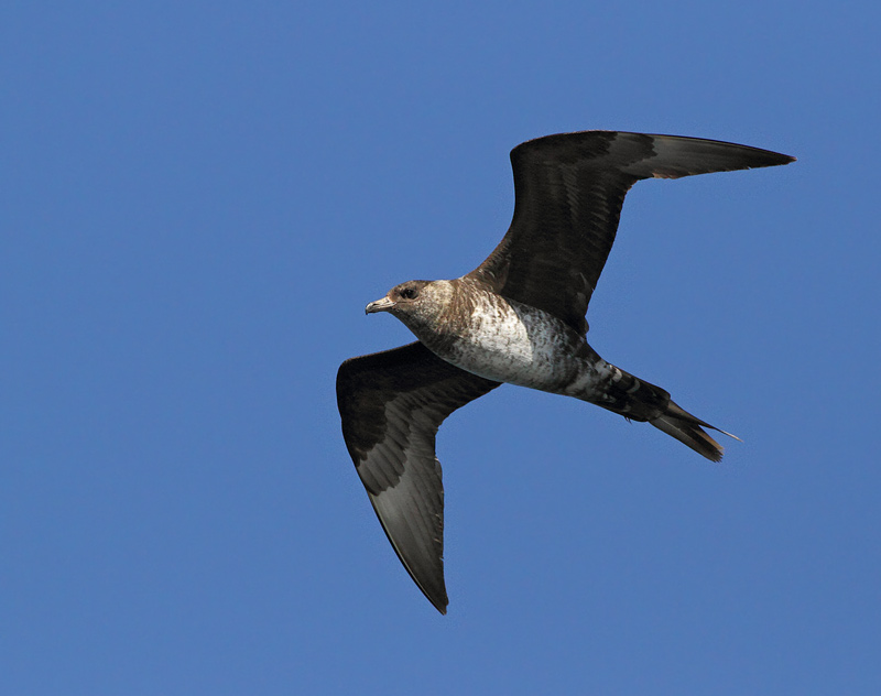 Pomarine Jaeger