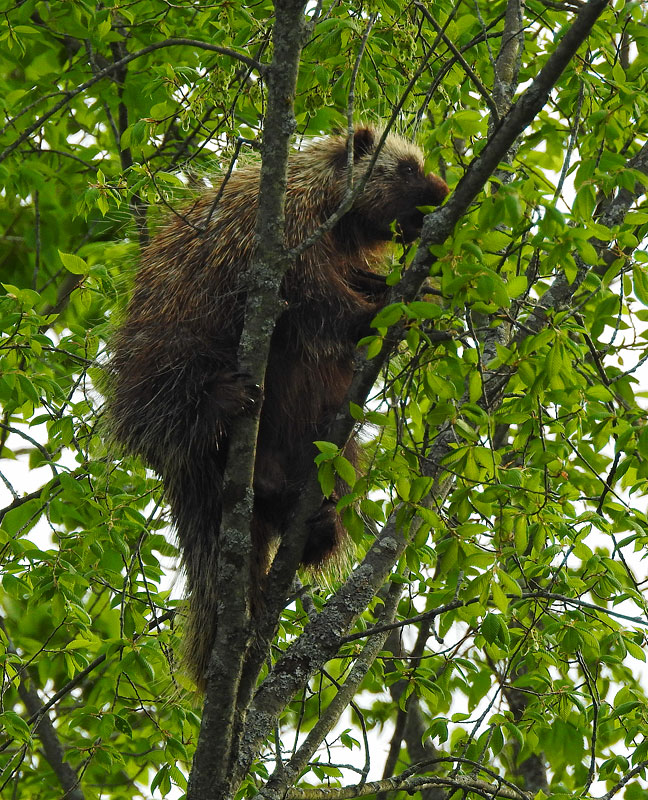 Porcupine