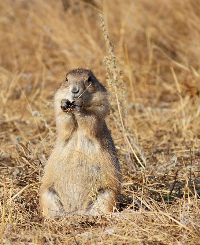 Prairie Dog