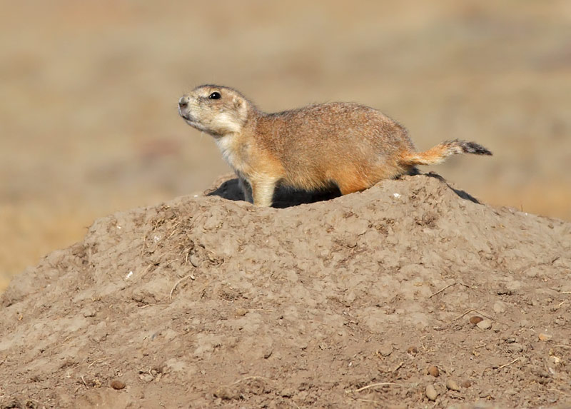 Prairie Dog