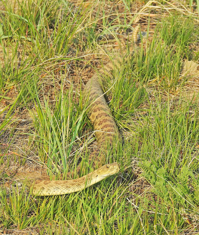 Prairie Rattlesnake