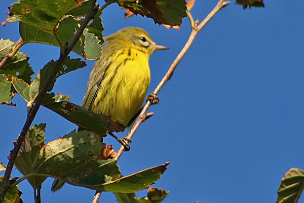 Prairie Warbler