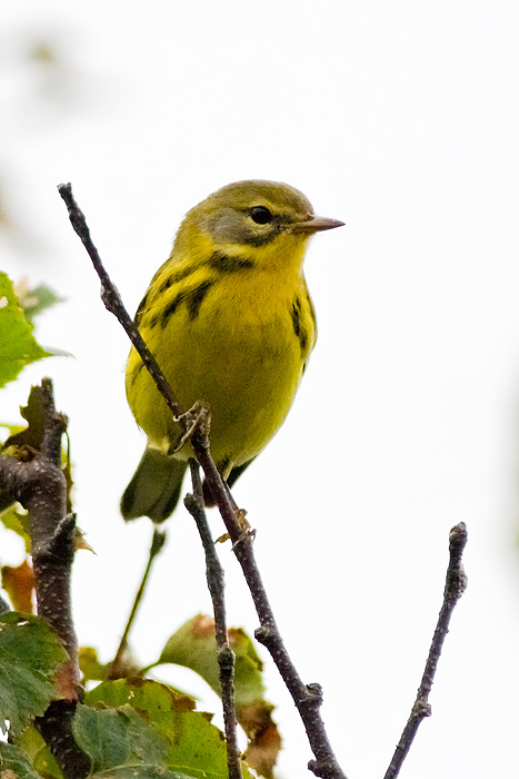 Prairie Warbler