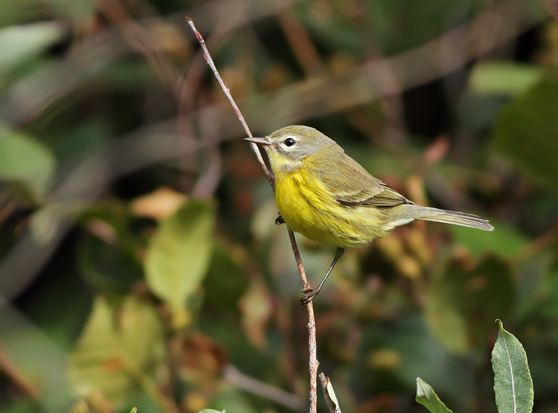Prairie Warbler