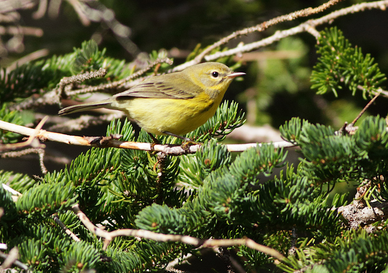 Prairie Warbler