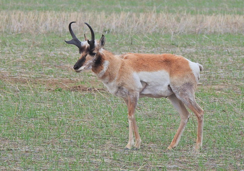 Pronghorn