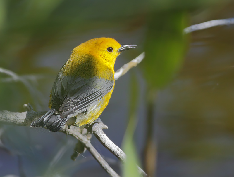 Prothonotary Warbler