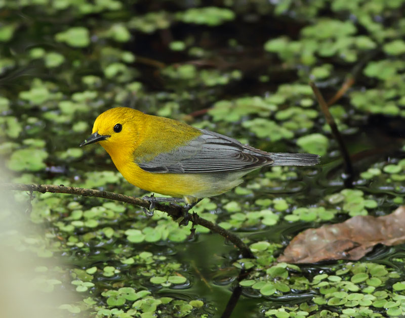 Prothonotary Warbler