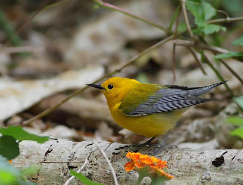 Prothonotary Warbler