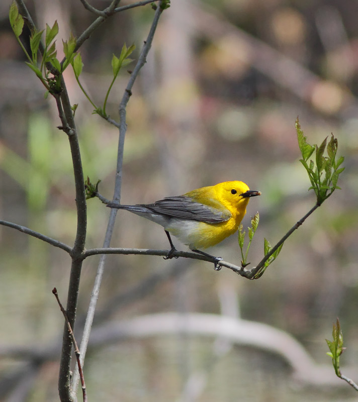 Prothonotary Warbler