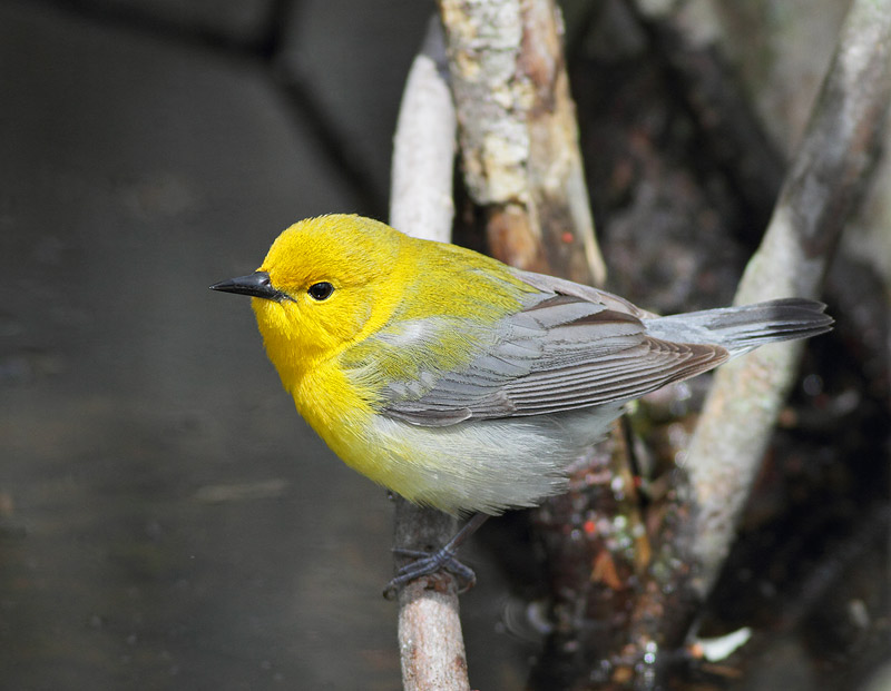 Prothonoary Warbler