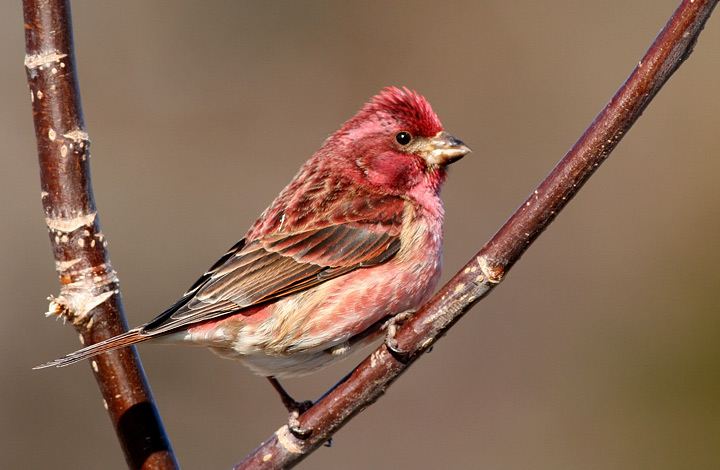 Purple Finch