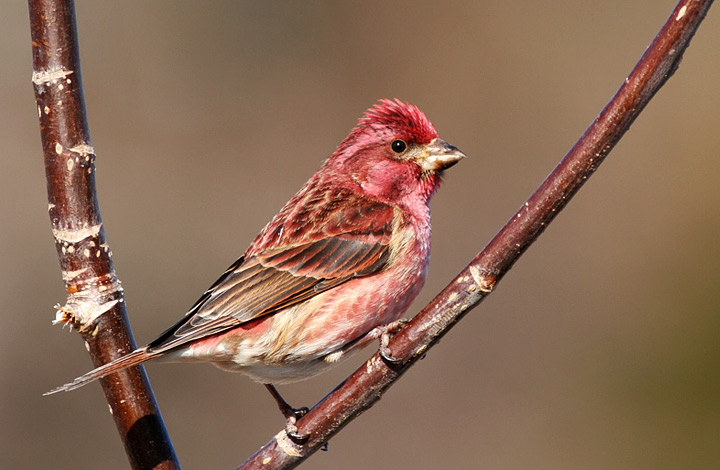 Purple Finch