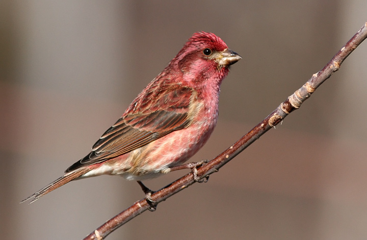 Purple Finch