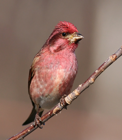 Purple Finch