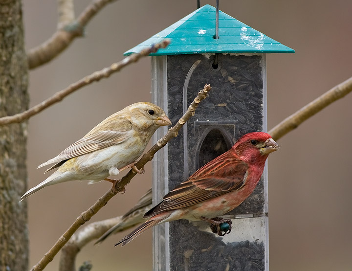 Purple Finch