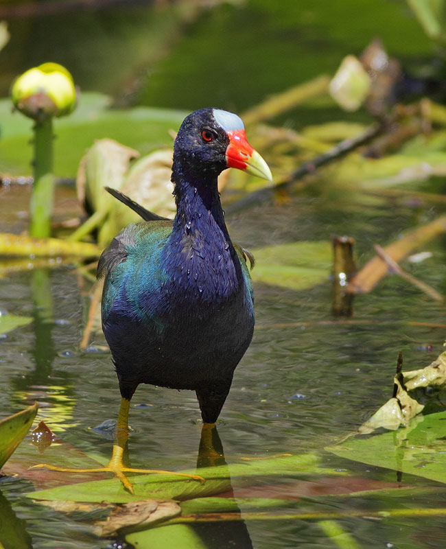 Purple Gallinule