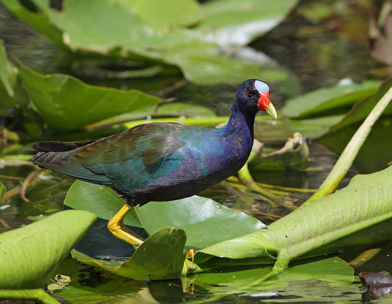 Purple Gallinule