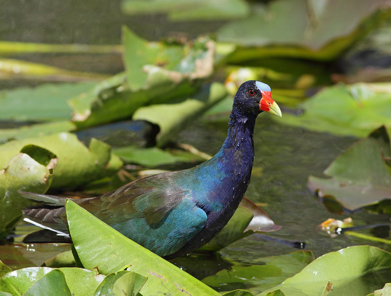 Purple Gallinule