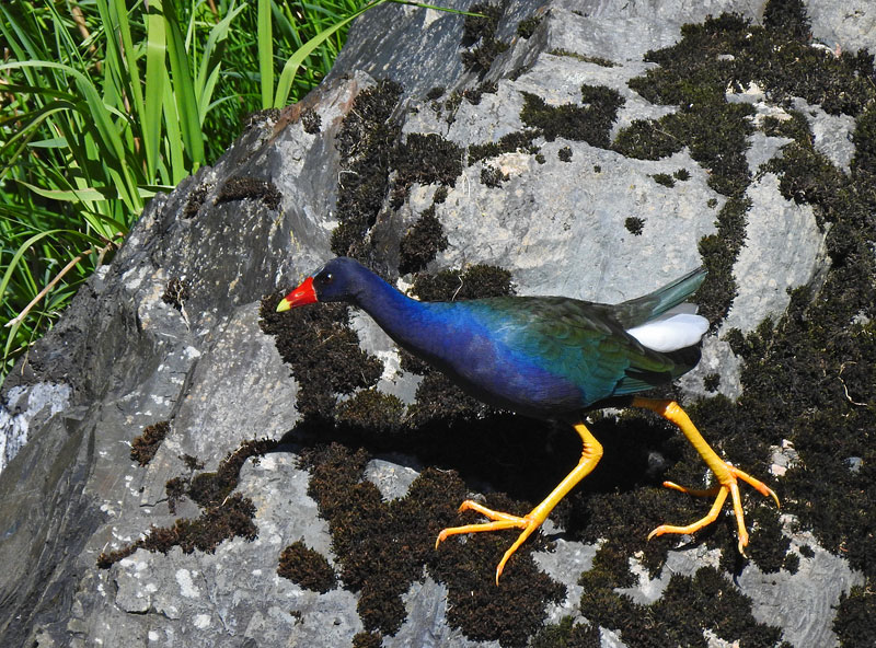 Purple Gallinule