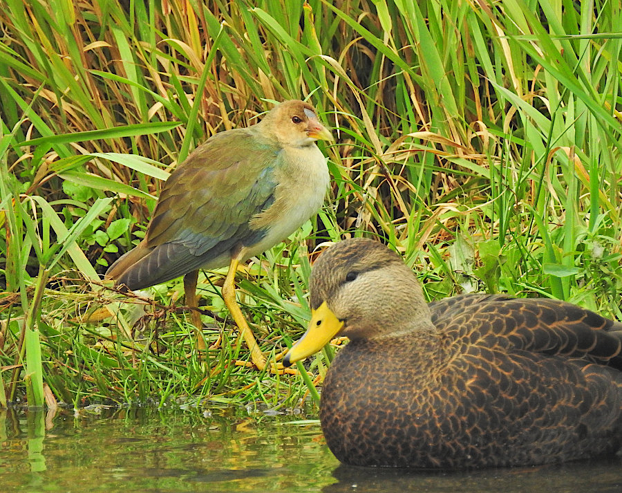 Purple Gallinule