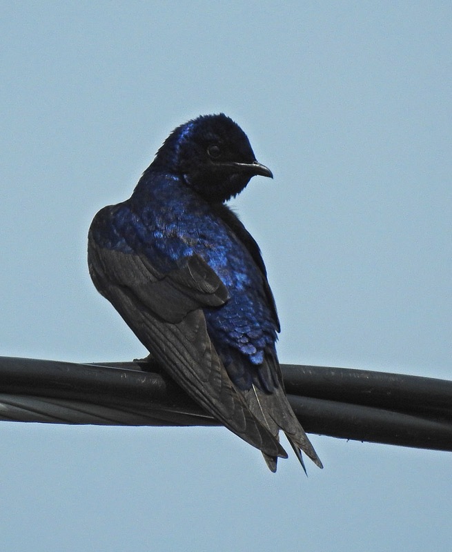 Purple Martin