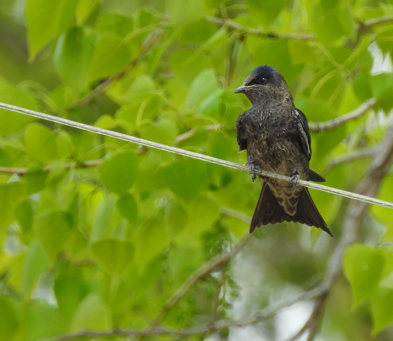 Purple Martin