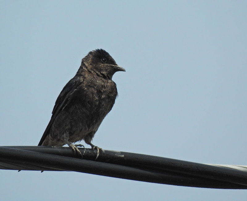 Purple Martin