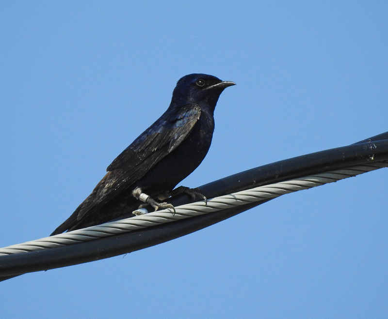Purple Martin