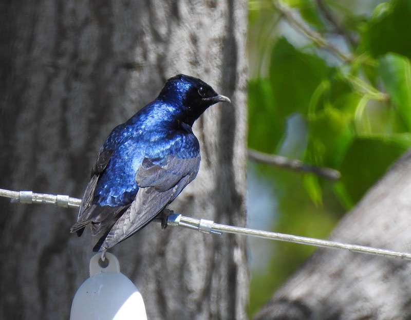 Purple Martin