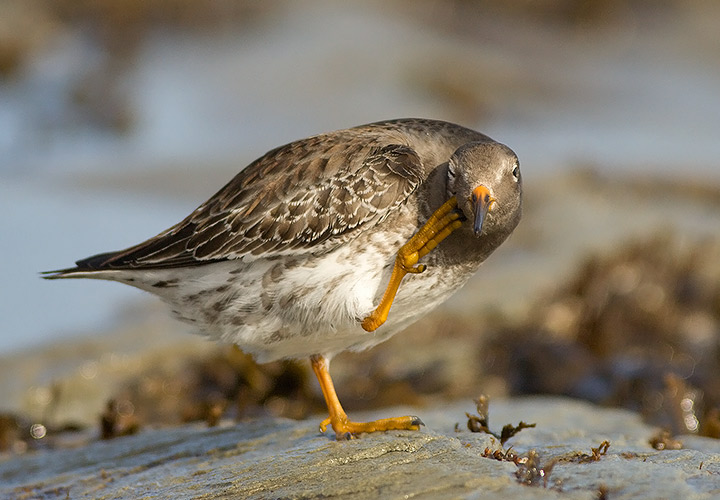 Purple Sandpiper