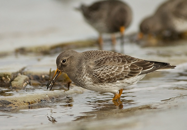 Purple Sandpiper