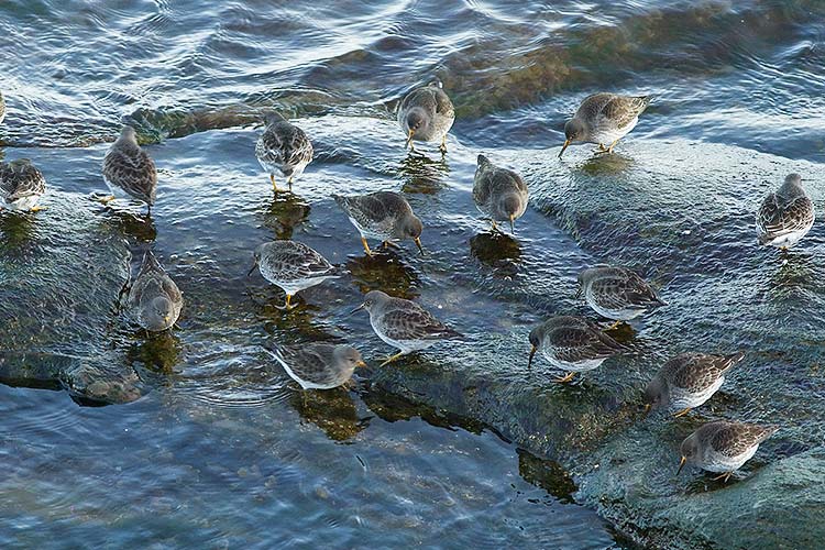 Purple Sandpiper