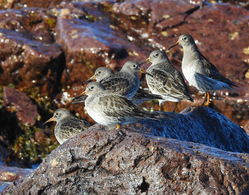 Purple Sandpiper