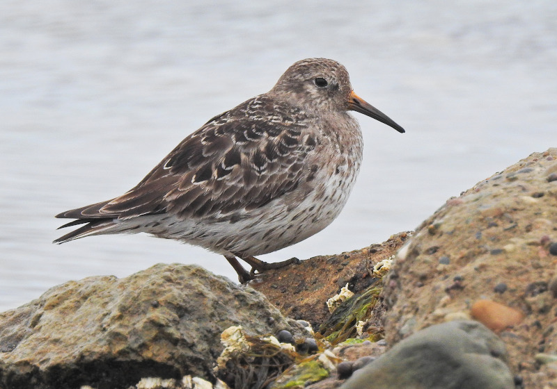 Purple Sandpiper