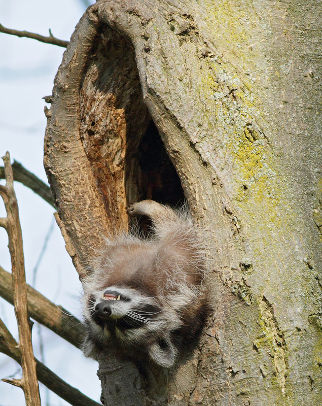 Raccoon