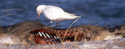 Ivory Gull
