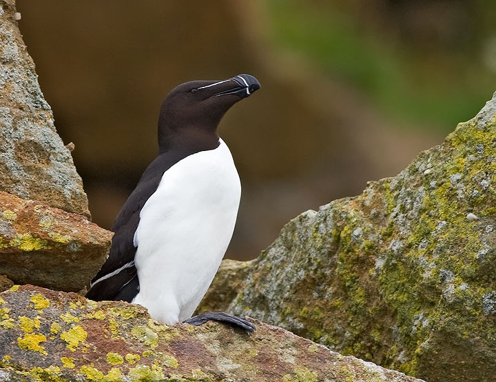 Razorbill