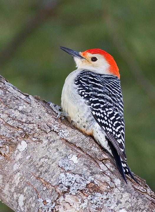 Red-bellied Woodpecker