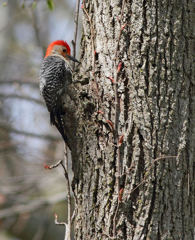 Red-bellied Woodpecker