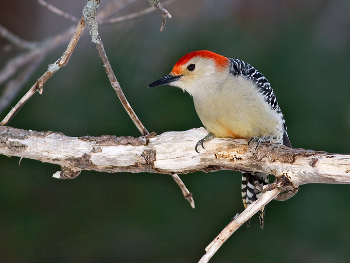 Red-bellied Woodpecker