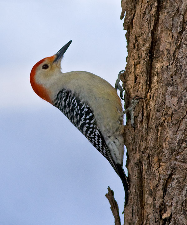 Red-bellied Woodpecker