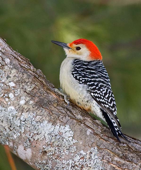 Red-bellied Woodpecker