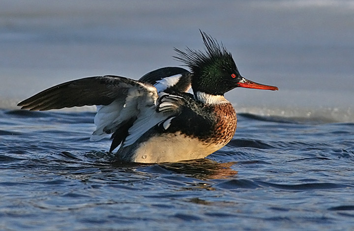 Red-breasted Merganser