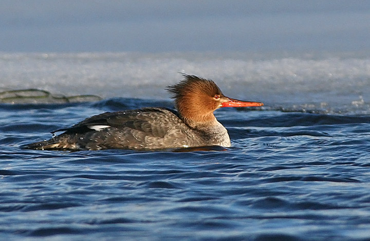 Red-breasted Merganser