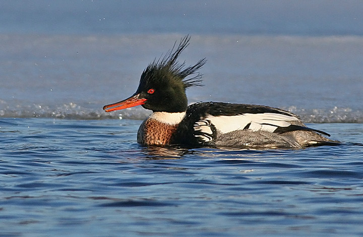 Red-breasted Merganser