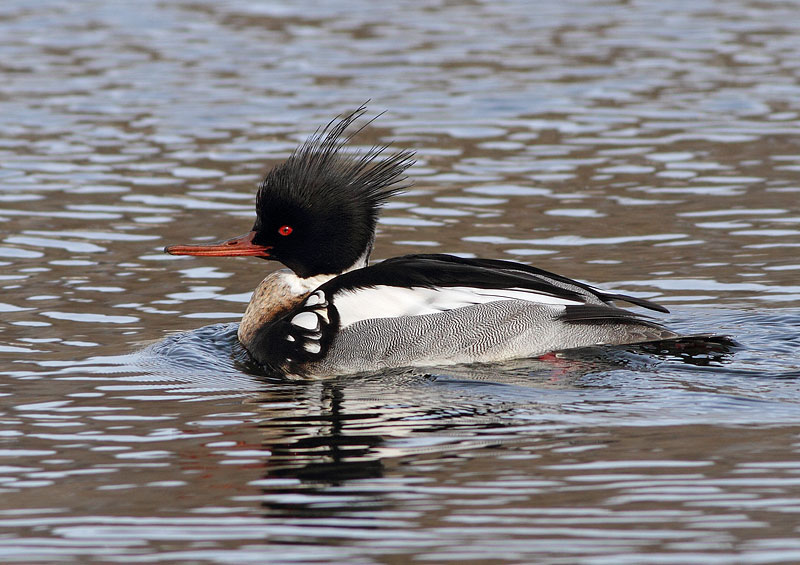 Red-breasted Merganser