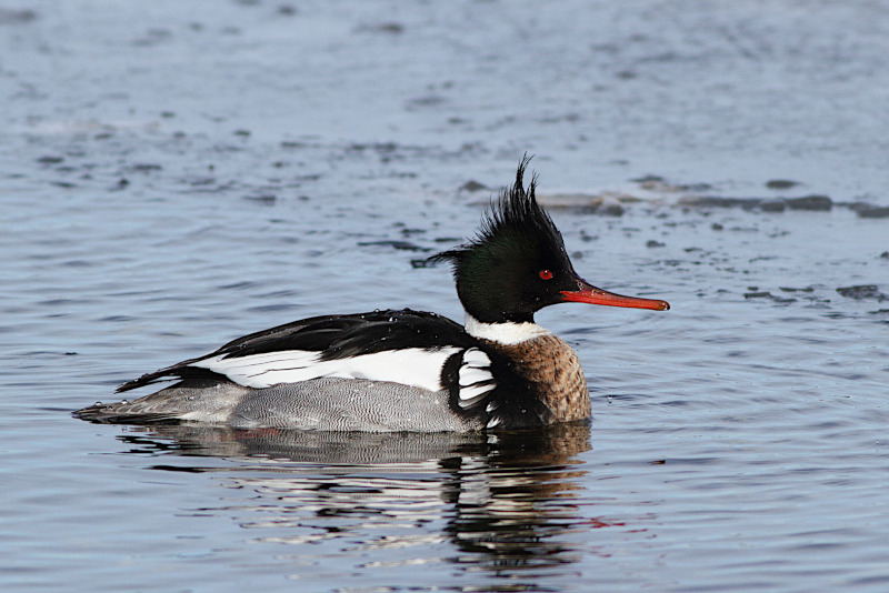 Red-breasted Merganser