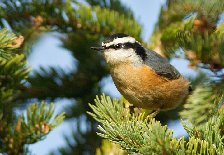 Red-breasted Nuthatch