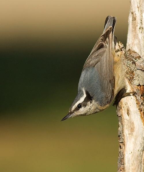 Red-breasted Nuthatch